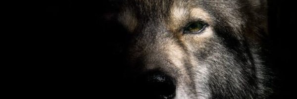 ayazhidayetov Profile Banner