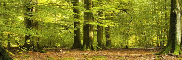 Gogowitsch Profile Banner