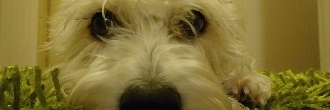 Quelvacho's profile banner image