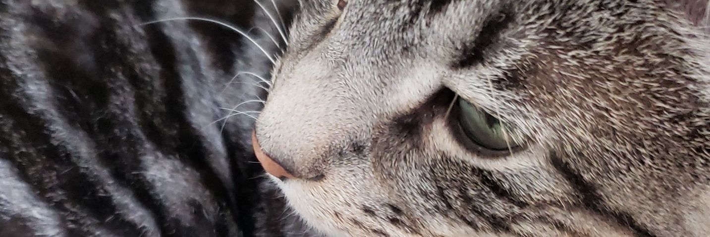 Veeskonsan01's profile banner image
