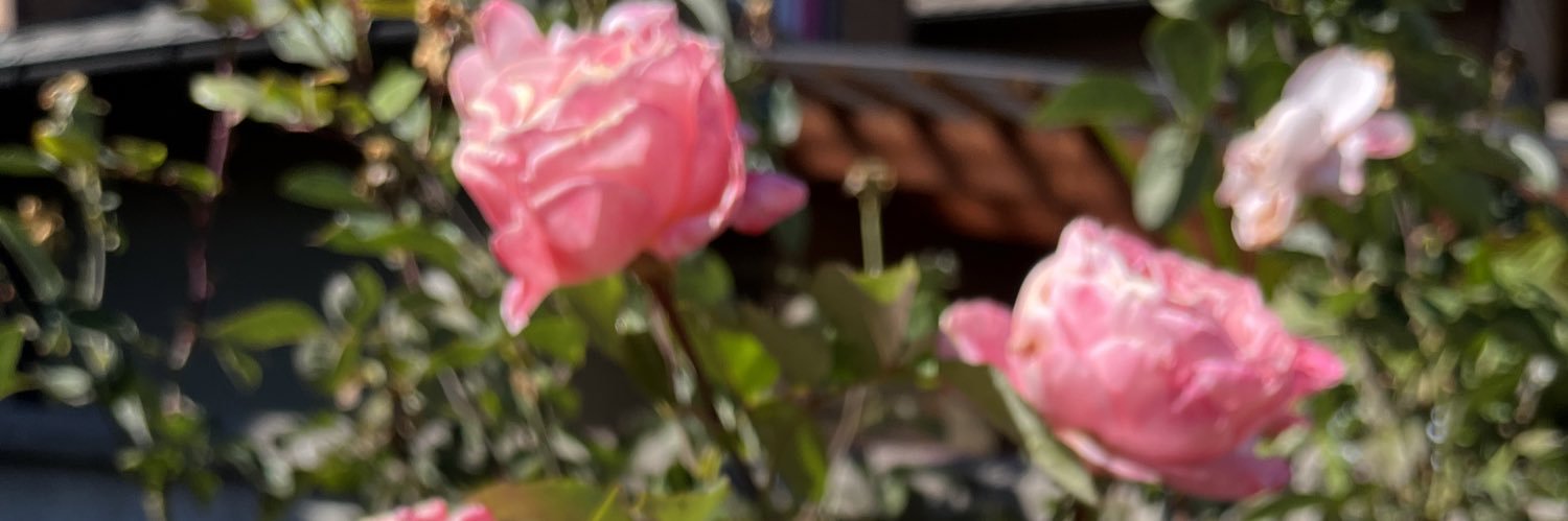 sandry🇨🇱🐾🌻 banner