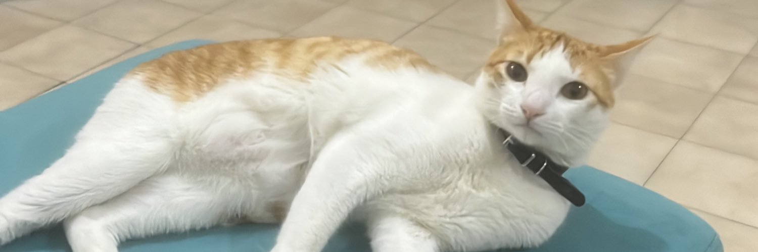 the cat banner