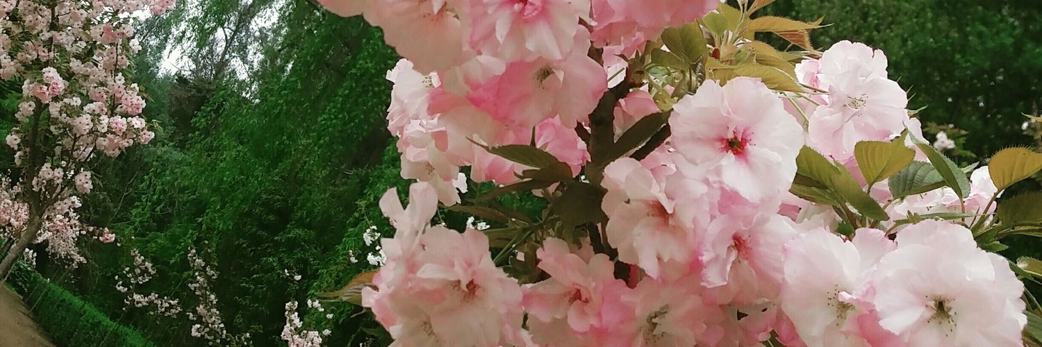 HoneyBchip's profile banner image
