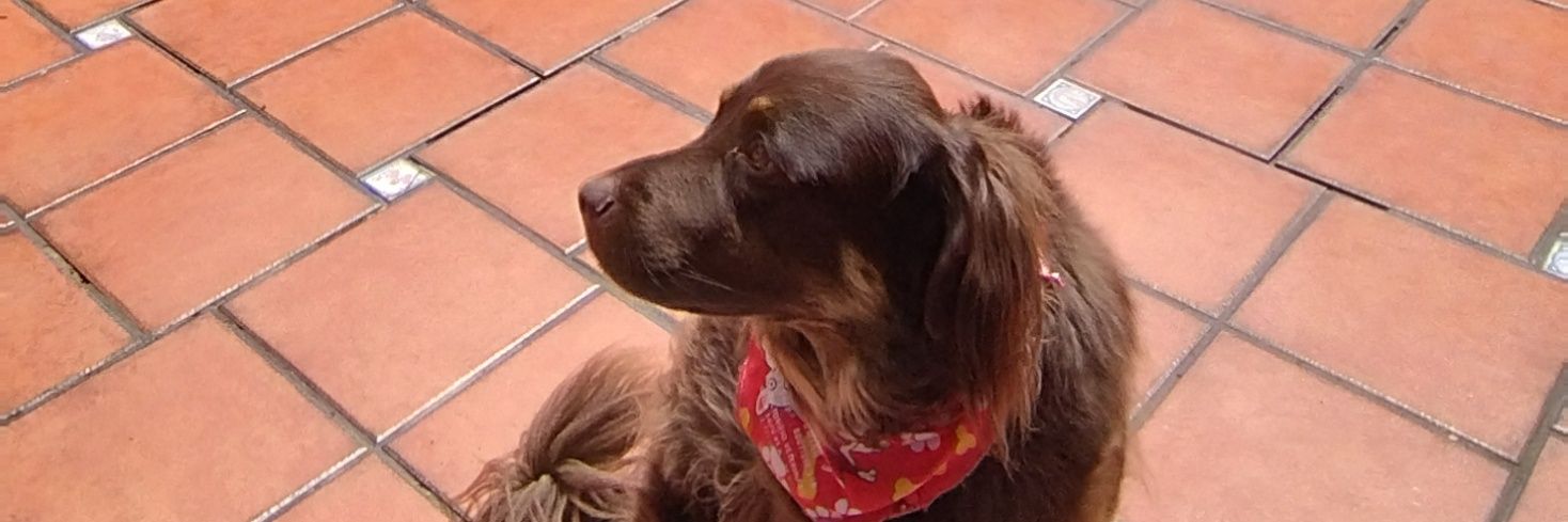 CamilaMarcha's profile banner image