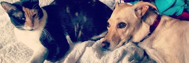 Vania 。゜（゜＾ェ＾゜）゜。 banner