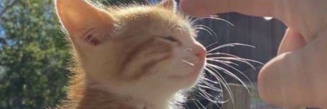 『sethos's bf』 banner