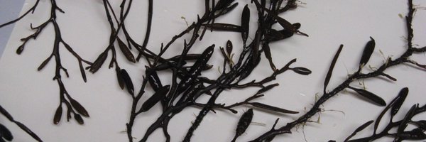 GezReid Profile Banner