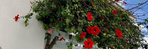 finallydrsnarky Profile Banner