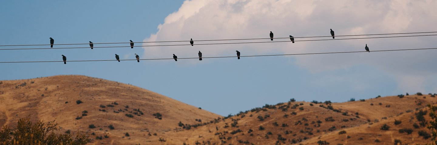 Stephen Dolan banner