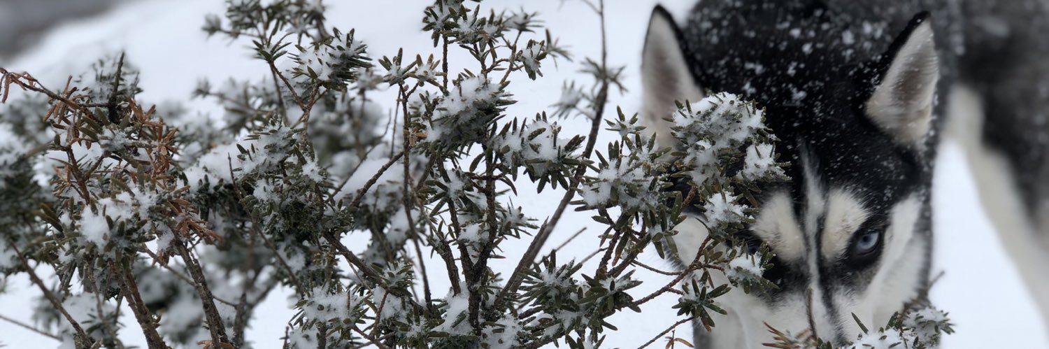 Robin Whale-Liams banner
