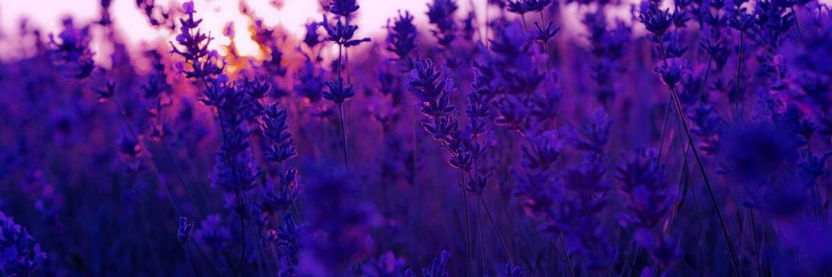 rich auntie 𐚁 banner