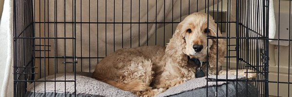 ByrneCocker Profile Banner