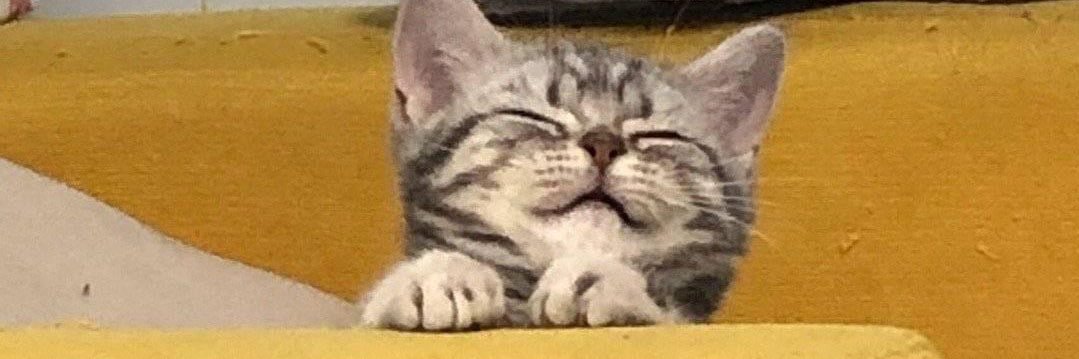 고양이 🐈‍⬛ 🐈 banner
