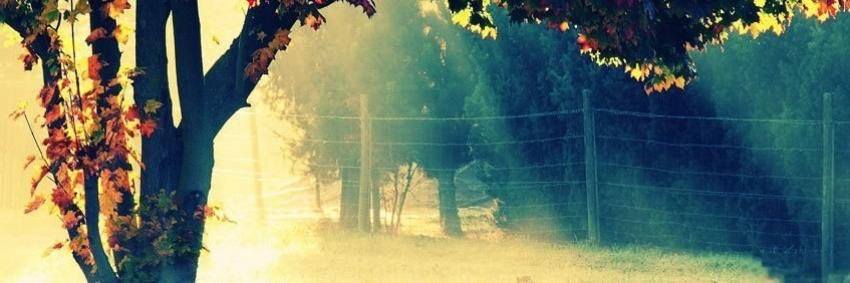 rebecais's profile banner image