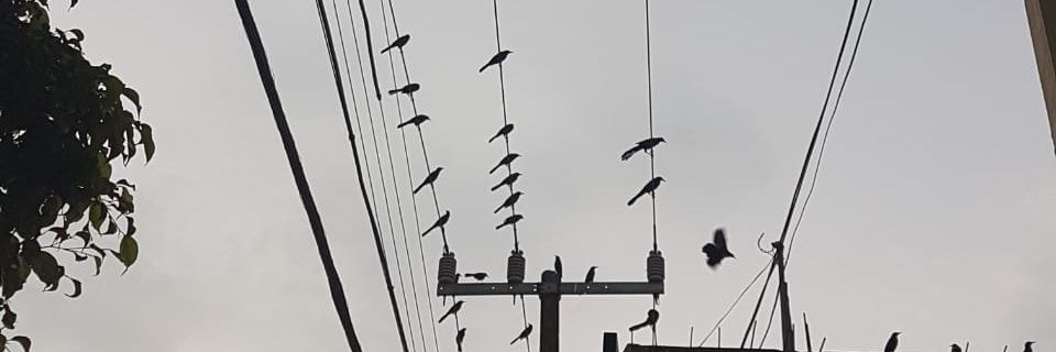 randi_pg's profile banner image