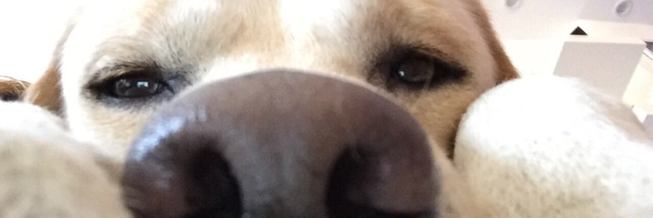 GoccaOrescanin's profile banner image