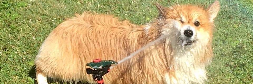 Croquetamistic1's profile banner image