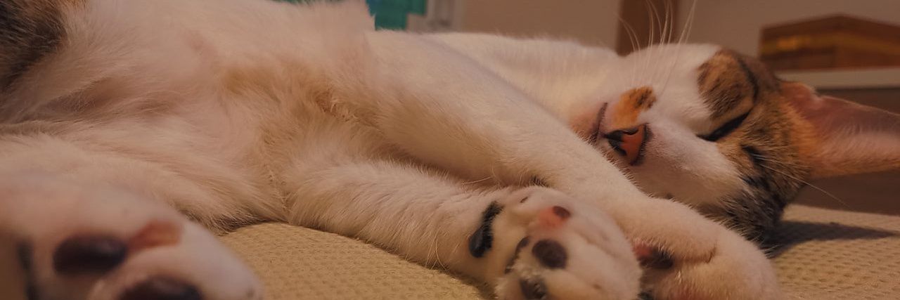 luumontee's profile banner image