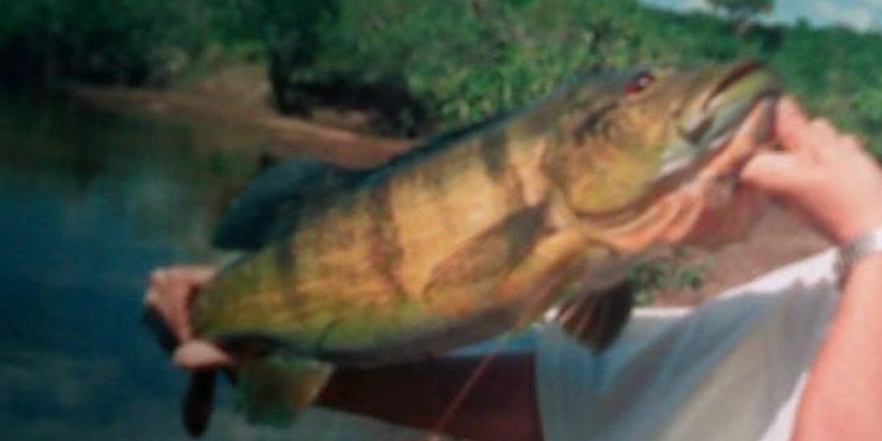 Pavonfrito's profile banner image