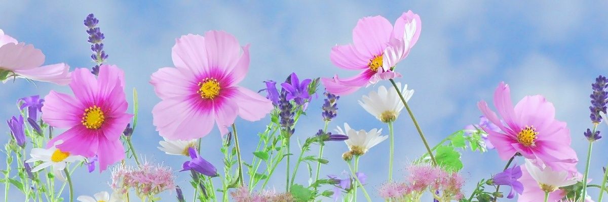 axorain's profile banner image