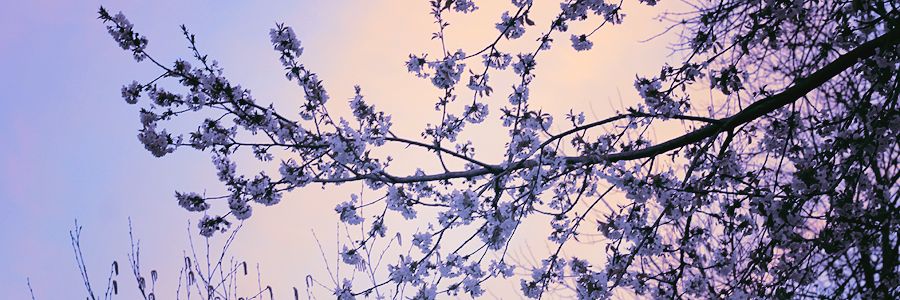 Astrid_Low's profile banner image
