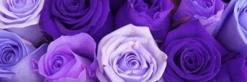 𝓓𝓪𝓷𝓲𝓮𝓵𝓪 🦋 banner