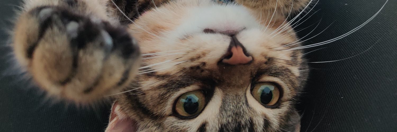 LadyStanSmith's profile banner image