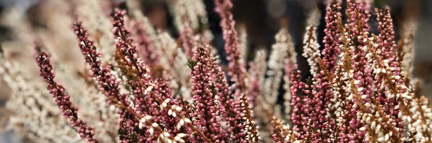 k e l l e y banner