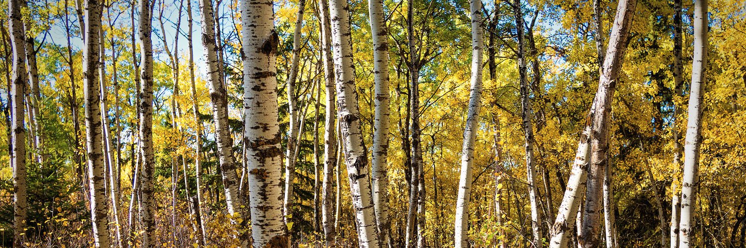 Hughesmarkc's profile banner image