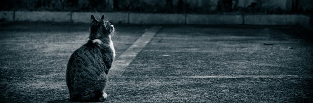 ぢ。🐈🐈‍⬛🐕 banner