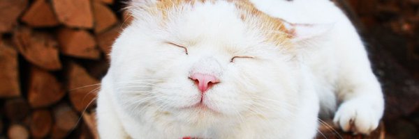 MegumiTakeda4 Profile Banner