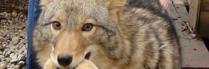 Paskkal🍊🍉 banner