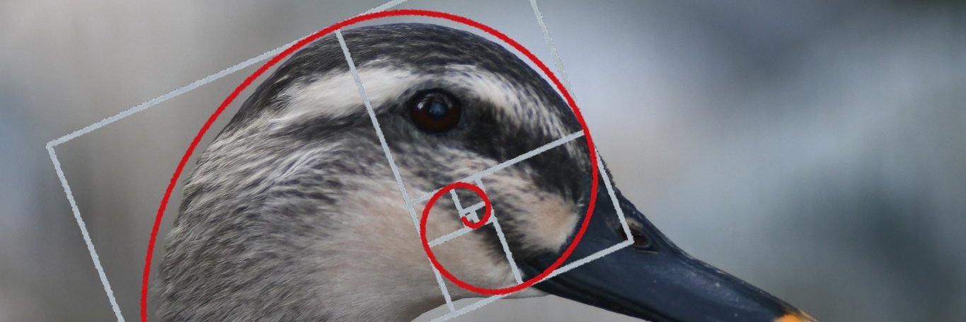 かるがも（たかはし@富山） banner