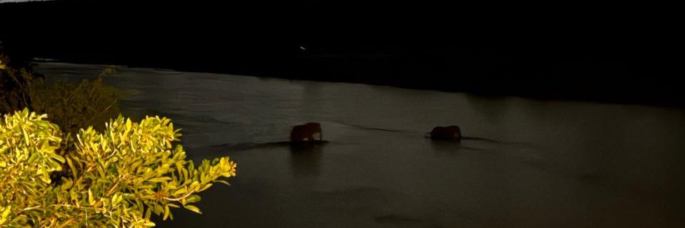 Michael Ras banner