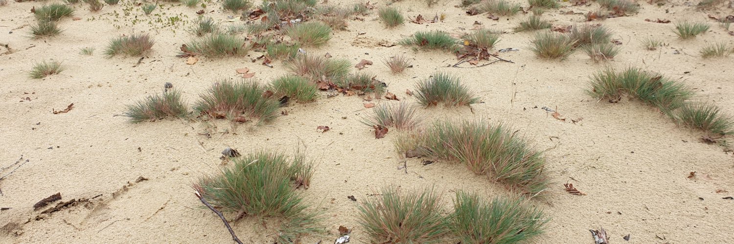 LoonseDrunenseDuinen banner