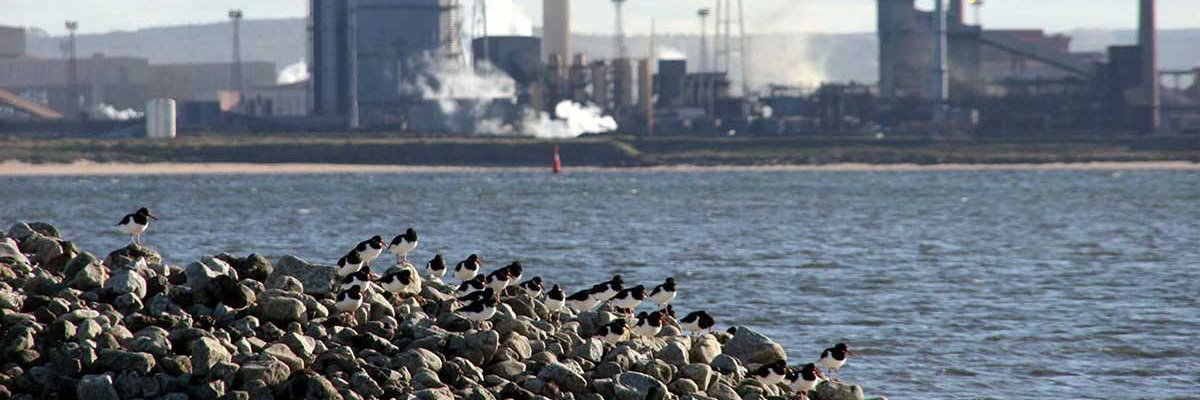 Tees Valley Nature Partnership banner