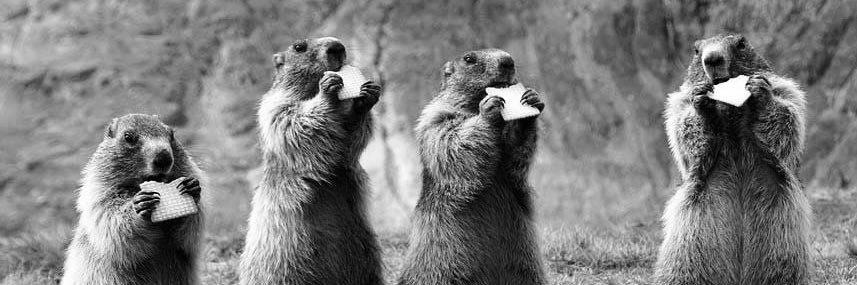 marmotella's profile banner image