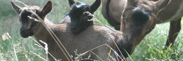 joanne karohl banner