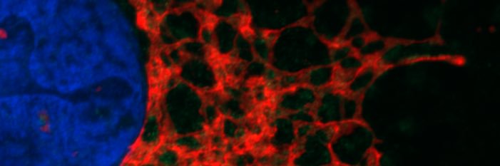 Fernando M. Valbuena banner