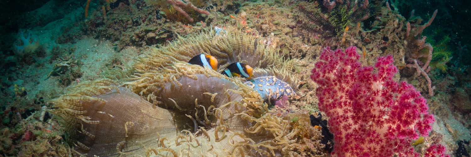 Rendra 🇮🇩 banner