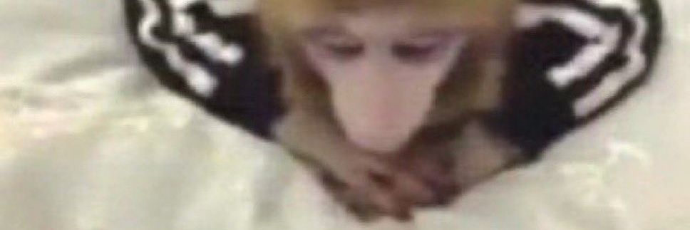 doctor little pedro⚕️ banner