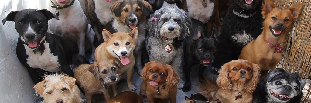 CorgoCouey's profile banner image