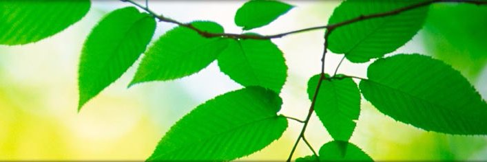 GreenandEco's profile banner image