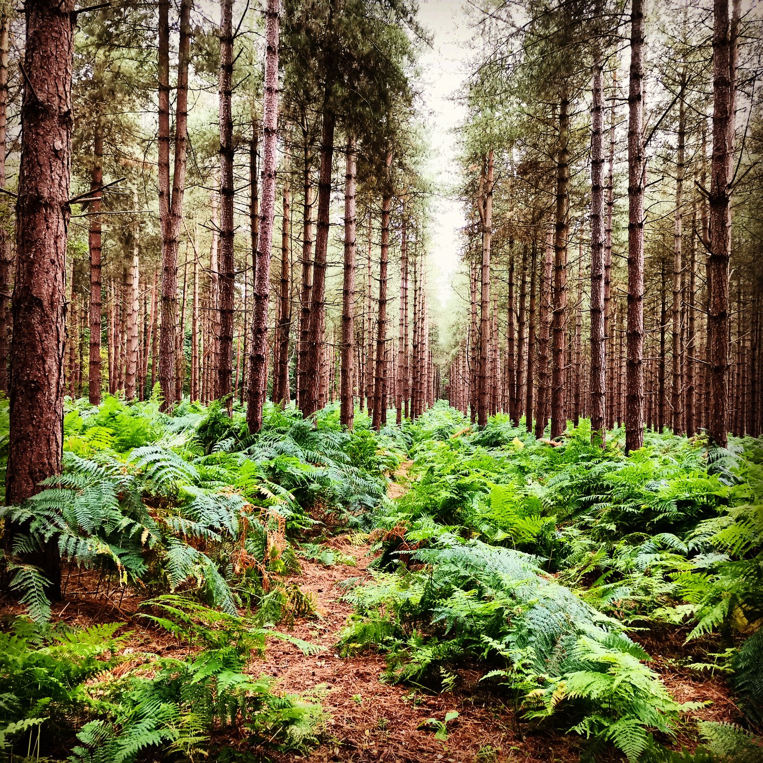Rebecca Townsend banner