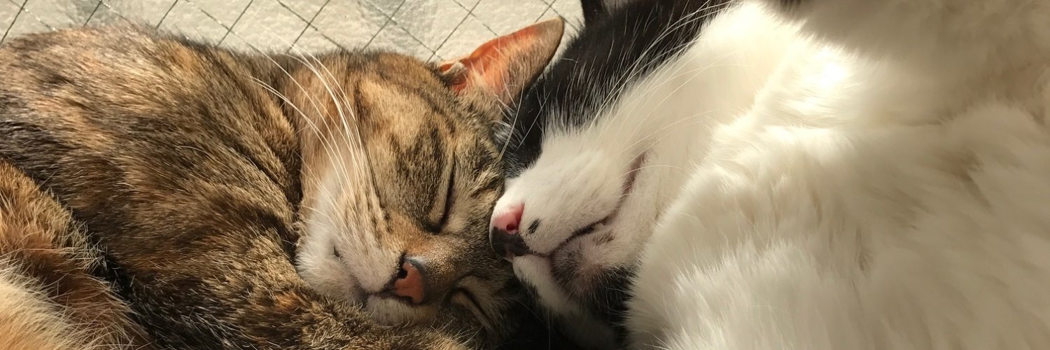 nobcuts's profile banner image