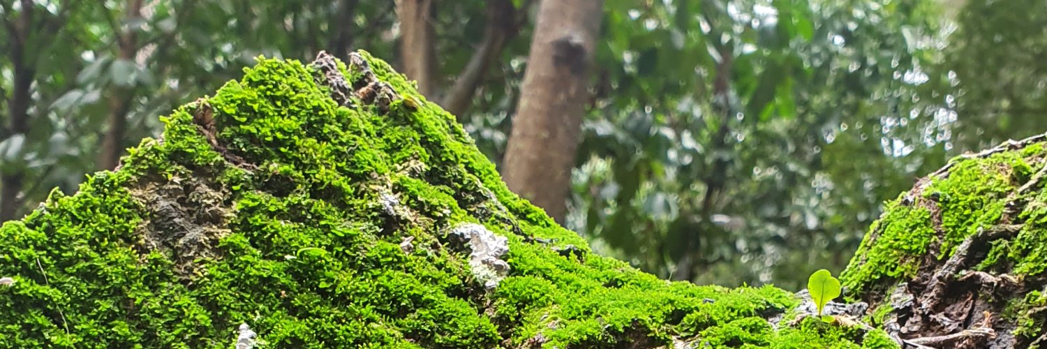 Mottainailife's profile banner image