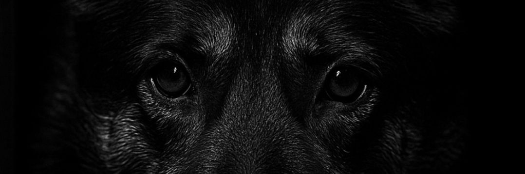 khaleesiintan's profile banner image