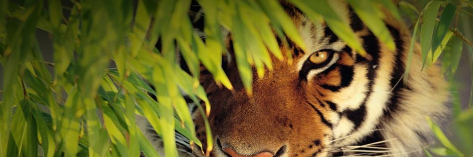 ReVa 🌄 banner