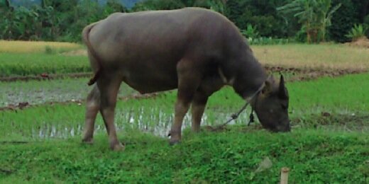 albertakalsehat's profile banner image