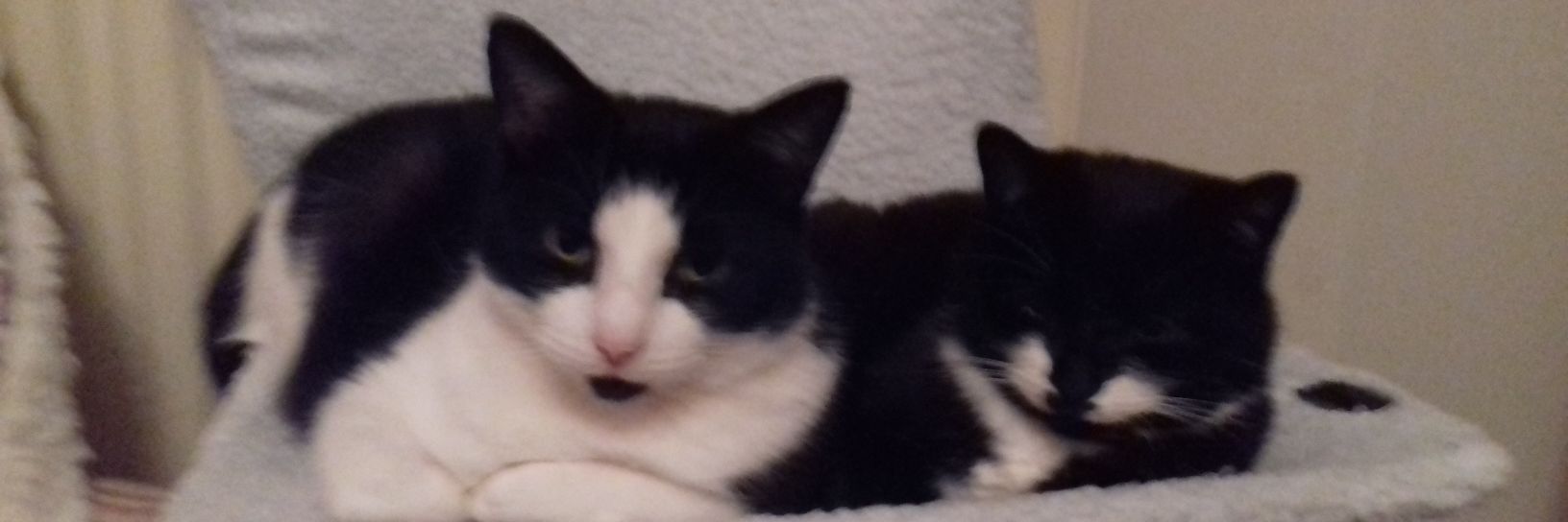 jangoode23's profile banner image